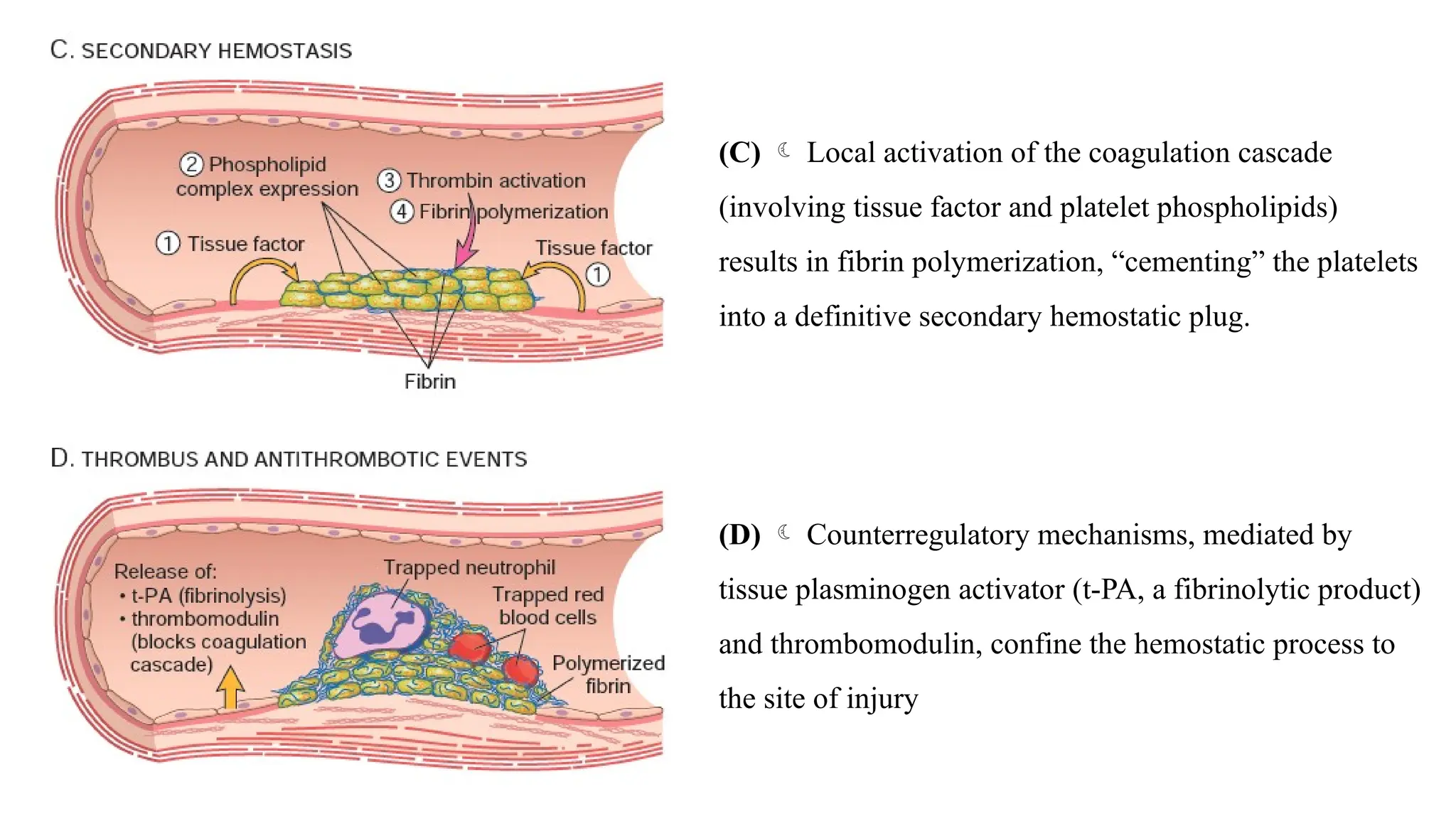 (C)  Local activation of the coagulation cascade
(involving tissue factor and platelet phospholipids)
results in fibrin polymerization, “cementing” the platelets
into a definitive secondary hemostatic plug.
(D)  Counterregulatory mechanisms, mediated by
tissue plasminogen activator (t-PA, a fibrinolytic product)
and thrombomodulin, confine the hemostatic process to
the site of injury
 