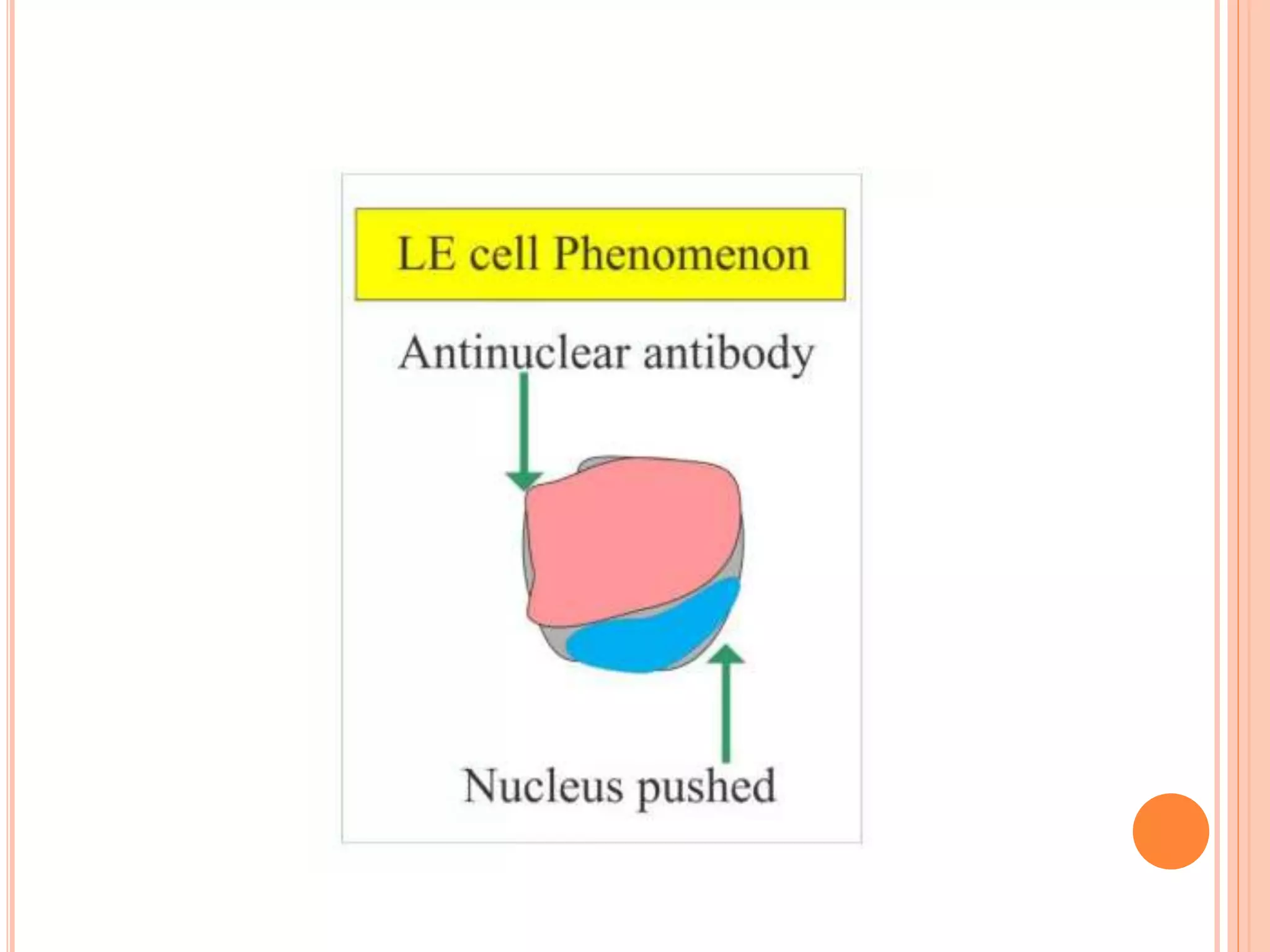 LE cell.ppt