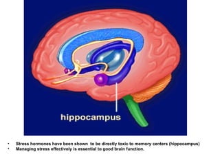 Stress hormones have been shown  to be directly toxic to memory centers (hippocampus) Managing stress effectively is essential to good brain function.  