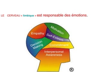 LE  CERVEAU  «  limbique  »  est responsable des émotions . 