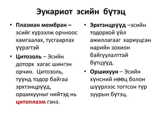 Эукариот  эсийн  бүтэцПлазман мембран – эсийг хүрээлж орчноос хамгаалах, тусгаарлах үүрэгтэйЦитозоль – Эсийн доторх  хагас шингэн орчин.  Цитозоль, түүнд тодор байгаа эрхтэнцрүүд, оршихууныг нийтэд нь цитоплазм гэнэ.Эрхтэнцрүүд –эсийн тодорхой үйл ажиллагааг  хариуцсан нарийн зохион байгуулалттай  бүтцүүд.Оршихуун – Эсийн хүнсний нөөц болон шүүрлээс тогтсон түр зуурын бүтэц. 