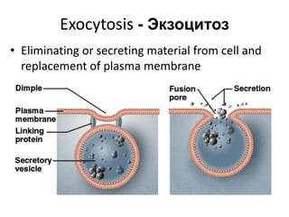 Мембраны уургуудМембраны уургийг далайд хөвж яваа мөсөн уултай зүйрлэх ба мембран дээр байрласан уургийг 2 ангилдаг:Интеграл уургууд – липидын давхаргыг нэвт сүлбэсэн байнаЗахын уургууд  - липидын гадна , дотор талд байрласан байна.