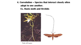 Orchid Coevolution Example Introduction to evolution and theories about it | PPTX