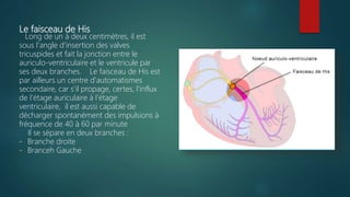 Le faisceau de His
Long de un à deux centimètres, il est
sous l'angle d'insertion des valves
tricuspides et fait la jonction entre le
auriculo-ventriculaire et le ventricule par
ses deux branches. Le faisceau de His est
par ailleurs un centre d'automatismes
secondaire, car s'il propage, certes, l'influx
de l'étage auriculaire à l'étage
ventriculaire, il est aussi capable de
décharger spontanément des impulsions à
fréquence de 40 à 60 par minute
Il se sépare en deux branches :
- Branche droite
- Branceh Gauche
 