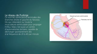 Le réseau de Purkinje
Ce sont les ramifications terminales des
branches droite et gauche du faisceau
His qui s'étendent sur toute la
musculature ventriculaire pour propager
l'influx. Mais c'est aussi un centre
d'automatismes tertiaire, capable de
décharger spontanément des
à la fréquence de 20 à 40 par minute
 