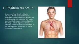 1- Position du cœur :
Le coeur est logé dans le médiastin
antérieur, dans la partie antérieure et
médiane du thorax. La position du cœur est
orientée vers le côté gauche et vers l'avant
au niveau du 5e espace intercostal gauche.
De chaque côté, la région du cœur est
délimitée par les poumons, au-dessus par la
trachée et les gros vaisseaux. A sa base il
repose sur le diaphragme
 