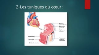 2-Les tuniques du cœur :
 