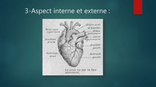 3-Aspect interne et externe :
 