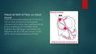 Nœud de Keith et Flack, ou nœud
sinusal :
Cette structure épicardique de 15 mm sur 5
mm se situe à la jonction de la partie
inférieure de la veine cave supérieure et de
le face antérieure de l'oreillette droite
Il génère des décharges spontanées à la
fréquence de 60 à 100 par minute, ce qui
fait le centre d'automatismes primaire
 