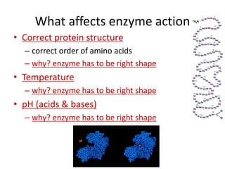 le_ch._6.2_enzymes.ppt