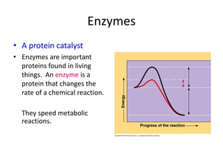 le_ch._6.2_enzymes.ppt