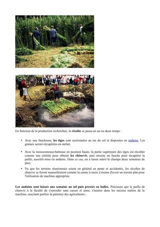 En fonction de la production recherchée, la récolte se passe en un ou deux temps :

    • Avec une faucheuse, les tiges sont sectionnées au ras du sol et disposées en andains. Les
      graines seront récupérées en atelier.

    • Avec la moissonneuse-batteuse en position haute, la partie supérieure des tiges est récoltée
      comme une céréale pour obtenir les chènevis, puis ensuite on fauche pour récupérer la
      paille, aussitôt mise en andains. Dans ce cas, on a laissé mûrir le champs deux semaines de
      plus.
    • Vu que les terrains réunionnais soient en général en pente et accidentés, les récoltes de
      chanvre se feront manuellement comme la canne à sucre à moins d'avoir un terrain plat pour
      l'utilisation de machine appropriée.


Les andains sont laissés une semaine au sol puis pressés en balles. Précisons que la paille de
chanvre à la faculté de s'enrouler sans casser et ainsi, s'insérer dans les recoins malins de la
machine, suscitant parfois la patience des agriculteurs...
 