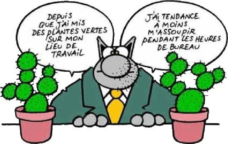 Le Chat