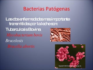 Bacterias Patógenas Las dos enfermedades mas importante transmitidas por la leche son: Tuberculosis Bovina  Mycobacterium bovis  Brucelosis  Brucella abortis  