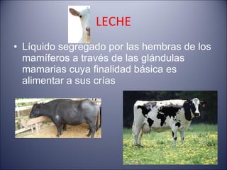 LECHE Líquido segregado por las hembras de los mamíferos a través de las glándulas mamarias cuya finalidad básica es alimentar a sus crías 