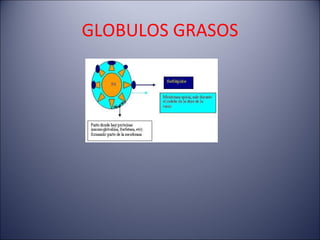 GLOBULOS GRASOS 