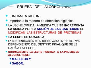 FUNDAMENTACION:
Importante la manera de obtención higiénica
LA LECHE CRUDA, A MEDIDA QUE SE INCREMENTA
LA ACIDEZ POR LA ACCIÓN DE LAS BACTERIAS SE
MODIFICAN LAS ESTRUCTURAS DE PROTEINAS
LA LECHE SE COAGULA.
LA CONCENTRACIÓN DE ALCOHOL VARÍA ENTRE 68 – 75%
DEPENDIENDO DEL DESTINO FINAL QUE SE LE
DARÁ A LA LECHE.
NORMALMENTE LA LECHE POSITIVA A LA PRUEBA DE
ALCOHOL TIENE:
MAL OLOR Y
SABOR.
PRUEBA DEL ALCOHOL ( 68 % )
 