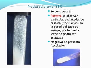 Prueba del alcohol 68%
Se considerará :
Positiva se observan
partículas coaguladas de
caseína (floculación) en
la pared del tubo de
ensayo, por lo que la
leche no podrá ser
aceptada
Negativa no presenta
floculación.
 