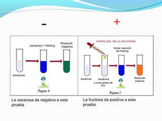 - +
La fructosa da positiva a esta
prueba.
La sacarosa da negativa a esta
prueba
 
