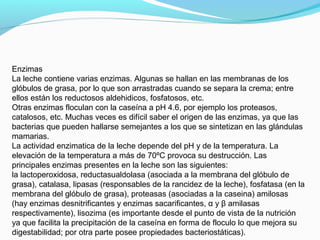 Enzimas
La leche contiene varias enzimas. Algunas se hallan en las membranas de los
glóbulos de grasa, por lo que son arrastradas cuando se separa la crema; entre
ellos están los reductosos aldehidicos, fosfatosos, etc.
Otras enzimas floculan con la caseína a pH 4.6, por ejemplo los proteasos,
catalosos, etc. Muchas veces es difícil saber el origen de las enzimas, ya que las
bacterias que pueden hallarse semejantes a los que se sintetizan en las glándulas
mamarias.
La actividad enzimatica de la leche depende del pH y de la temperatura. La
elevación de la temperatura a más de 70ºC provoca su destrucción. Las
principales enzimas presentes en la leche son las siguientes:
la lactoperoxidosa, reductasualdolasa (asociada a la membrana del glóbulo de
grasa), catalasa, lipasas (responsables de la rancidez de la leche), fosfatasa (en la
membrana del glóbulo de grasa), proteasas (asociadas a la caseina) amilosas
(hay enzimas desnitrificantes y enzimas sacarificantes, α y β amilasas
respectivamente), lisozima (es importante desde el punto de vista de la nutrición
ya que facilita la precipitación de la caseína en forma de floculo lo que mejora su
digestabilidad; por otra parte posee propiedades bacteriostáticas).
 