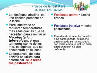 Prueba de la fosfatasa
METODO LACTOZIMA
La fosfatasa alcalina es
una enzima presente en
la leche.
Para inactivarla se
requieren temperaturas
más altas que las que se
necesitan para eliminar al
Mycobacterium
tuberculosis, el más
termorresistente de los
m.o. patógenos que se
encuentran en la leche.
La presencia de esta
enzima se utiliza para
determinar si la leche
fue pasterizada.
Fosfatasa activa = Leche
bronca
Fosfatasa inactiva = leche
pasturizada
Para decidir si la leche ha sido
o no pasteurizada, si la leche
pasteurizada se ha mezclado
con leche cruda, o incluso su la
pasteurización ha sido
deficiente.
 