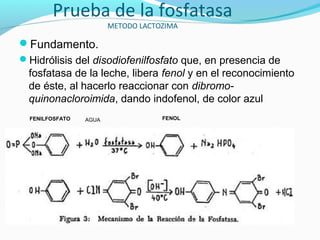 Prueba de la fosfatasa
METODO LACTOZIMA
Fundamento.
Hidrólisis del disodiofenilfosfato que, en presencia de
fosfatasa de la leche, libera fenol y en el reconocimiento
de éste, al hacerlo reaccionar con dibromo-
quinonacloroimida, dando indofenol, de color azul
FENILFOSFATO AGUA FENOL
 