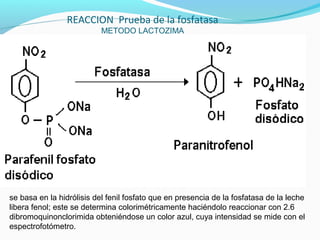 REACCION Prueba de la fosfatasa
METODO LACTOZIMA
se basa en la hidrólisis del fenil fosfato que en presencia de la fosfatasa de la leche
libera fenol; este se determina colorimétricamente haciéndolo reaccionar con 2.6
dibromoquinonclorimida obteniéndose un color azul, cuya intensidad se mide con el
espectrofotómetro.
 