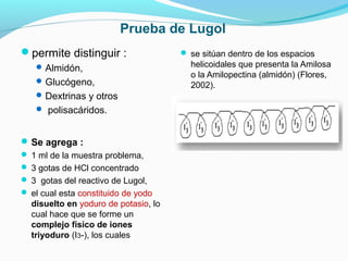 Prueba de Lugol
permite distinguir :
Almidón,
Glucógeno,
Dextrinas y otros
 polisacáridos.
Se agrega :
 1 ml de la muestra problema,
 3 gotas de HCl concentrado
 3 gotas del reactivo de Lugol,
 el cual esta constituido de yodo
disuelto en yoduro de potasio, lo
cual hace que se forme un
complejo físico de iones
triyoduro (I3-), los cuales
 se sitúan dentro de los espacios
helicoidales que presenta la Amilosa
o la Amilopectina (almidón) (Flores,
2002).
 