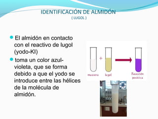 IDENTIFICACIÓN DE ALMIDÓN
( LUGOL )
El almidón en contacto
con el reactivo de lugol
(yodo-KI)
toma un color azul-
violeta, que se forma
debido a que el yodo se
introduce entre las hélices
de la molécula de
almidón.
 