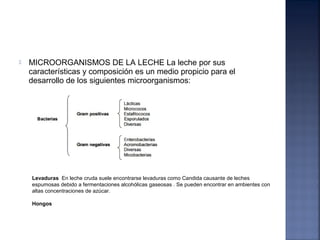  MICROORGANISMOS DE LA LECHE La leche por sus
características y composición es un medio propicio para el
desarrollo de los siguientes microorganismos:
Levaduras En leche cruda suele encontrarse levaduras como Candida causante de leches
espumosas debido a fermentaciones alcohólicas gaseosas . Se pueden encontrar en ambientes con
altas concentraciones de azúcar.
Hongos
 
