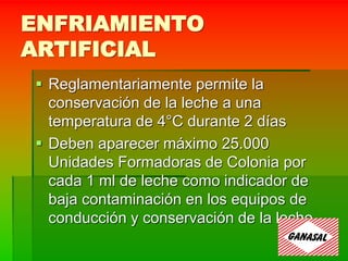 ENFRIAMIENTO
ARTIFICIAL
 Reglamentariamente permite la
conservación de la leche a una
temperatura de 4°C durante 2 días
 Deben aparecer máximo 25.000
Unidades Formadoras de Colonia por
cada 1 ml de leche como indicador de
baja contaminación en los equipos de
conducción y conservación de la leche.
 