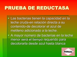 PRUEBA DE REDUCTASA
 Las bacterias tienen la capacidad en la
leche cruda-en relación directa a su
contenido-de decolorar el azul de
metileno adicionado a la leche.
 A mayor número de bacterias en la leche
menor será el tiempo requerido para
decolorarla desde azul hasta blanca
 