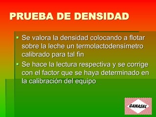 PRUEBA DE DENSIDAD
 Se valora la densidad colocando a flotar
sobre la leche un termolactodensímetro
calibrado para tal fin
 Se hace la lectura respectiva y se corrige
con el factor que se haya determinado en
la calibración del equipo
 
