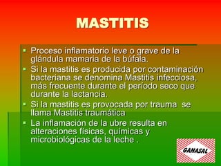 MASTITIS
 Proceso inflamatorio leve o grave de la
glándula mamaria de la búfala.
 Si la mastitis es producida por contaminación
bacteriana se denomina Mastitis infecciosa,
más frecuente durante el período seco que
durante la lactancia.
 Si la mastitis es provocada por trauma se
llama Mastitis traumática
 La inflamación de la ubre resulta en
alteraciones físicas, químicas y
microbiológicas de la leche .
 