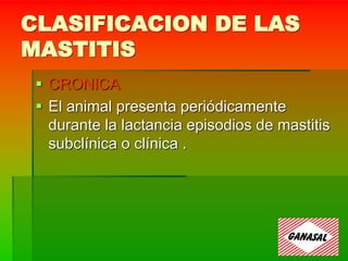CLASIFICACION DE LAS
MASTITIS
 CRONICA
 El animal presenta periódicamente
durante la lactancia episodios de mastitis
subclínica o clínica .
 