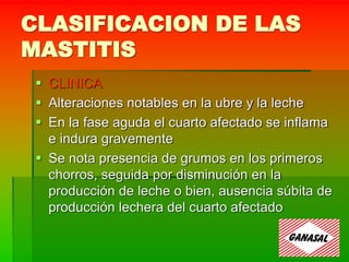 CLASIFICACION DE LAS
MASTITIS
 CLINICA
 Alteraciones notables en la ubre y la leche
 En la fase aguda el cuarto afectado se inflama
e indura gravemente
 Se nota presencia de grumos en los primeros
chorros, seguida por disminución en la
producción de leche o bien, ausencia súbita de
producción lechera del cuarto afectado
 