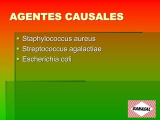 AGENTES CAUSALES
 Staphylococcus aureus
 Streptococcus agalactiae
 Escherichia coli
 