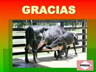 GRACIAS
 