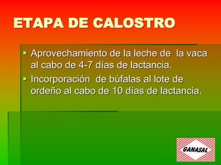 ETAPA DE CALOSTRO
 Aprovechamiento de la leche de la vaca
al cabo de 4-7 días de lactancia.
 Incorporación de búfalas al lote de
ordeño al cabo de 10 días de lactancia.
 