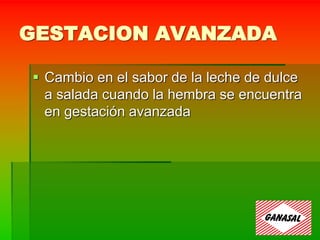 GESTACION AVANZADA
 Cambio en el sabor de la leche de dulce
a salada cuando la hembra se encuentra
en gestación avanzada
 