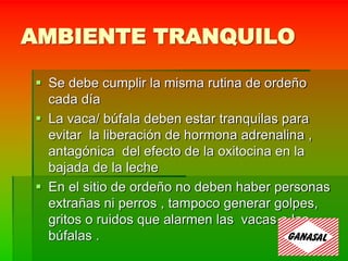 AMBIENTE TRANQUILO
 Se debe cumplir la misma rutina de ordeño
cada día
 La vaca/ búfala deben estar tranquilas para
evitar la liberación de hormona adrenalina ,
antagónica del efecto de la oxitocina en la
bajada de la leche
 En el sitio de ordeño no deben haber personas
extrañas ni perros , tampoco generar golpes,
gritos o ruidos que alarmen las vacas o las
búfalas .
 