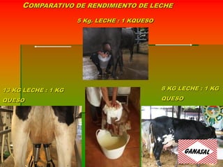 COMPARATIVO DE RENDIMIENTO DE LECHE
13 KG LECHE : 1 KG
QUESO
5 Kg. LECHE : 1 KQUESO
8 KG LECHE : 1 KG
QUESO
 