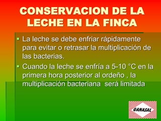 CONSERVACION DE LA
LECHE EN LA FINCA
 La leche se debe enfriar rápidamente
para evitar o retrasar la multiplicación de
las bacterias.
 Cuando la leche se enfría a 5-10 °C en la
primera hora posterior al ordeño , la
multiplicación bacteriana será limitada
 