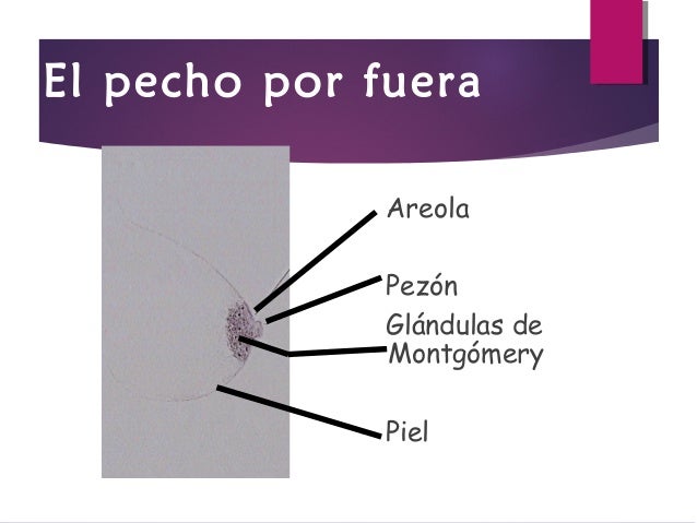 He aumentado el pecho sin operación las revocaciones