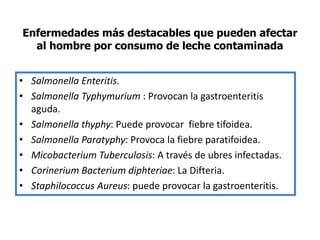 Enfermedades más destacables que pueden afectar
al hombre por consumo de leche contaminada
• Salmonella Enteritis.
• Salmonella Typhymurium : Provocan la gastroenteritis
aguda.
• Salmonella thyphy: Puede provocar fiebre tifoidea.
• Salmonella Paratyphy: Provoca la fiebre paratifoidea.
• Micobacterium Tuberculosis: A través de ubres infectadas.
• Corinerium Bacterium diphteriae: La Difteria.
• Staphilococcus Aureus: puede provocar la gastroenteritis.
 