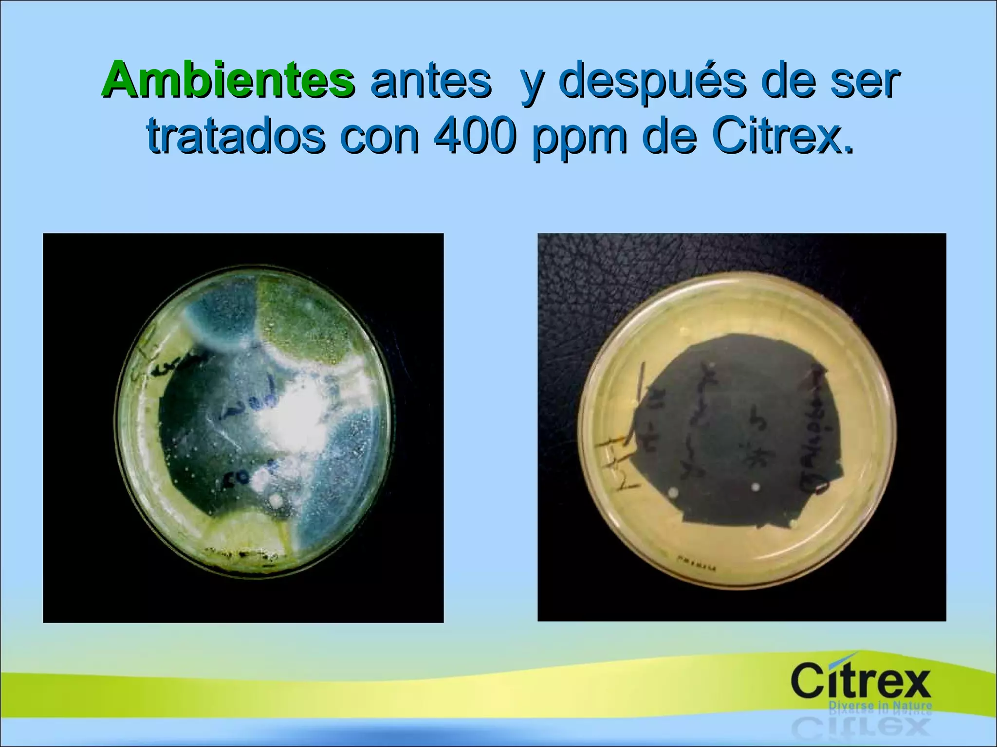 Ambientes  antes  y después de ser tratados con 400 ppm de Citrex. 