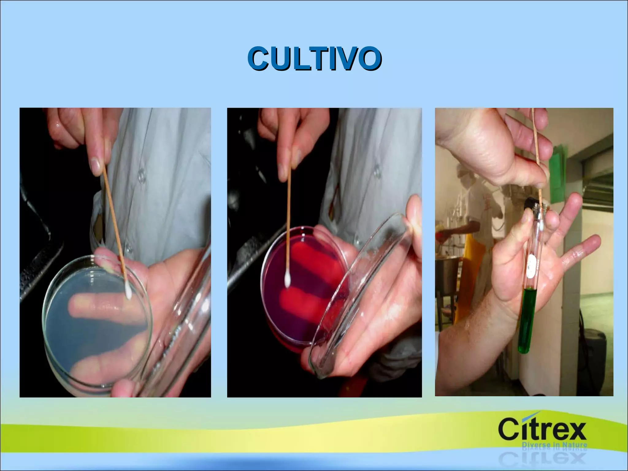 CULTIVO 