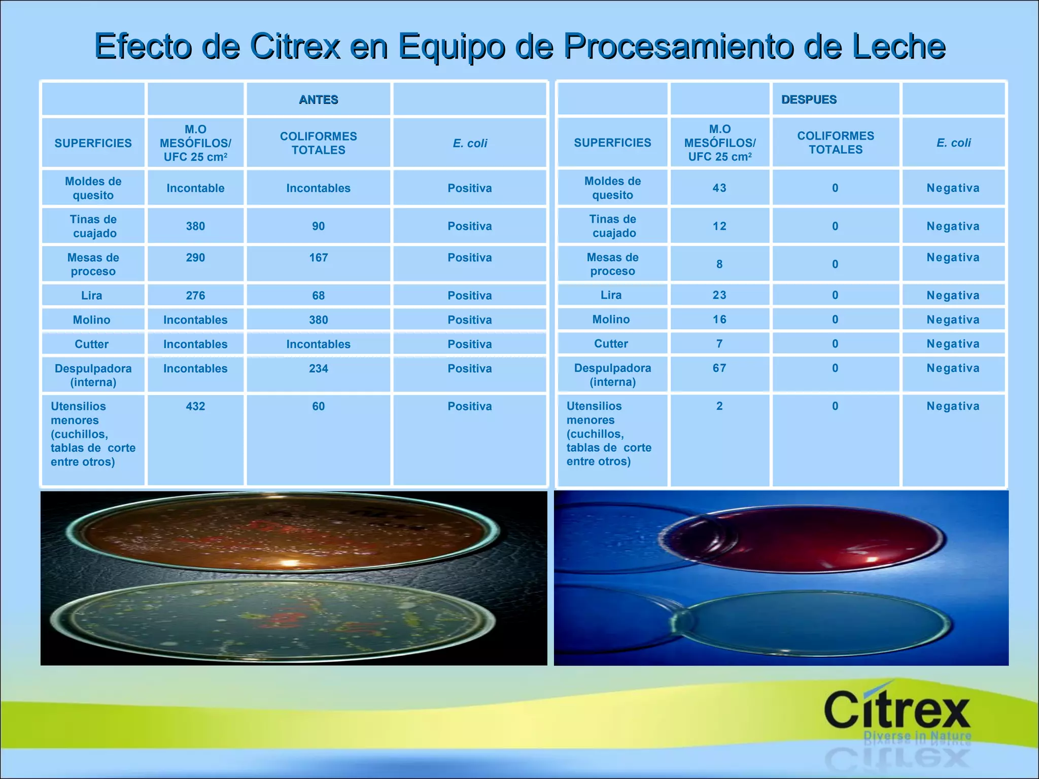 Efecto de Citrex en Equipo de Procesamiento de Leche DESPUES SUPERFICIES M.O MESÓFILOS/ UFC 25 cm 2 COLIFORMES TOTALES E. coli Moldes de quesito 43 0 Negativa Tinas de cuajado 12 0 Negativa Mesas de proceso 8 0 Negativa Lira  23 0 Negativa Molino  16 0 Negativa Cutter  7 0 Negativa Despulpadora (interna) 67 0 Negativa Utensilios menores (cuchillos, tablas de  corte entre otros) 2 0 Negativa ANTES SUPERFICIES M.O MESÓFILOS/ UFC 25 cm 2 COLIFORMES TOTALES E. coli Moldes de quesito Incontable Incontables Positiva Tinas de cuajado 380 90 Positiva Mesas de proceso 290 167 Positiva Lira  276 68 Positiva Molino  Incontables 380 Positiva Cutter  Incontables Incontables Positiva Despulpadora (interna) Incontables 234 Positiva Utensilios menores (cuchillos, tablas de  corte entre otros) 432 60 Positiva 