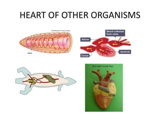 HEART OF OTHER ORGANISMS
 