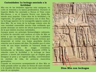 Curiosidades: La lechuga asociada a la fertilidad Min era de las deidades egipcias más antiguas, su culto se remonta a la época predinástica. Durante el Imperio Medio fue asociado a Horus el Viejo como Min-Horus, y en el Imperio Nuevo con Amón-Ra, siendo muy popular. Como dios de la fertilidad y la vegetación, los griegos lo asociaron con el dios Pan.  La lechuga aparece en la iconografía egipcia unida al dios Min. No se trata de la lechuga común sino de una variedad comestible mucho más estilizada que puede alcanzar un metro de altura (Lactuca sativa) y de la que existen muchas variedades. Aunque posee un principio farmacológico calmante, el hecho de vincular esta verdura al culto de Min se debió a que los egipcios vieron en ella cualidades afrodisíacas y entendieron que el líquido lechoso que desprende al cortar sus hojas guardaba directa relación con el semen del dios. Es posible que el color verde de sus hojas también se valorará desde un punto de vista de magia cromática. Introducida en Mendes, según Koemoth (1994) la relación entre la fertilidad y la lechuga se hace patente a través del homónimo que se emplea para designar al pene y al vegetal (mnHp), convirtiéndose en símbolo de vida, de potencia masculina generadora. Cuando se encuentra acompañando al dios Min se halla posada sobre un altar en forma de naos situado a la espalda del dios. En tal caso suele representarse más de un ejemplar. Dios Min con lechugas 